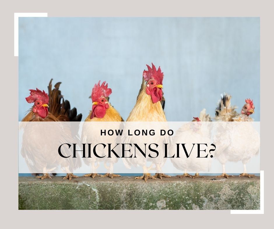 how long do chickens live