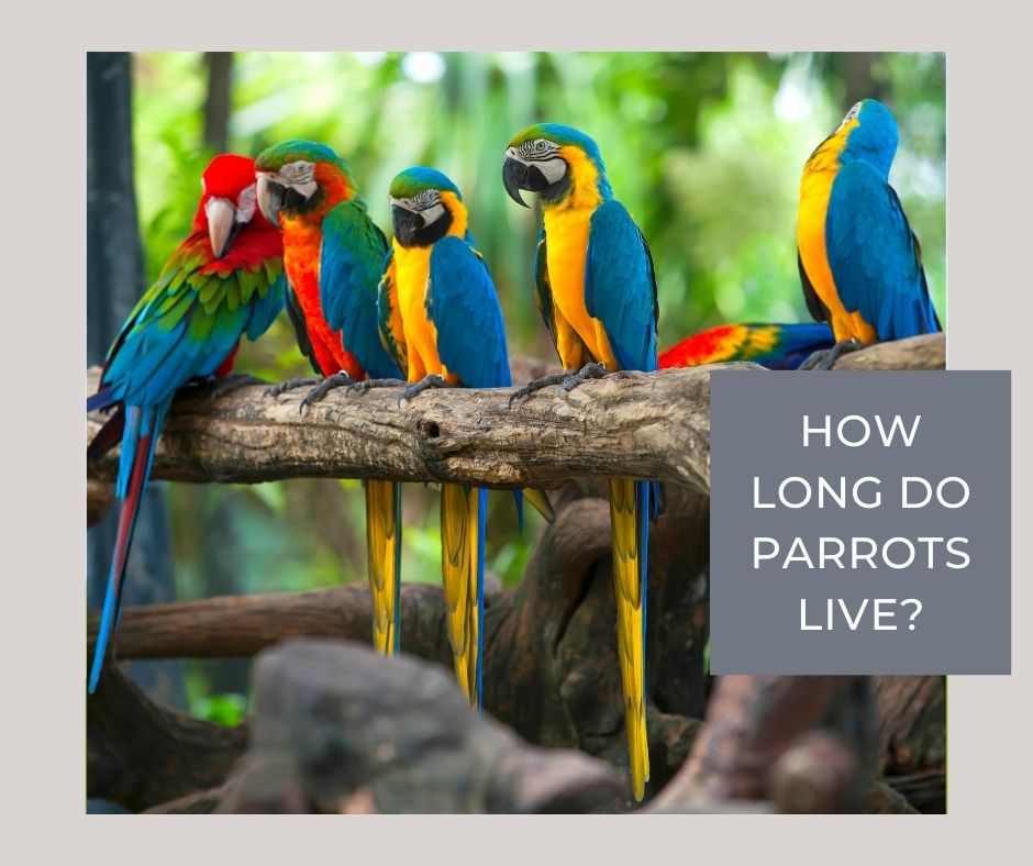 how long do parrots live