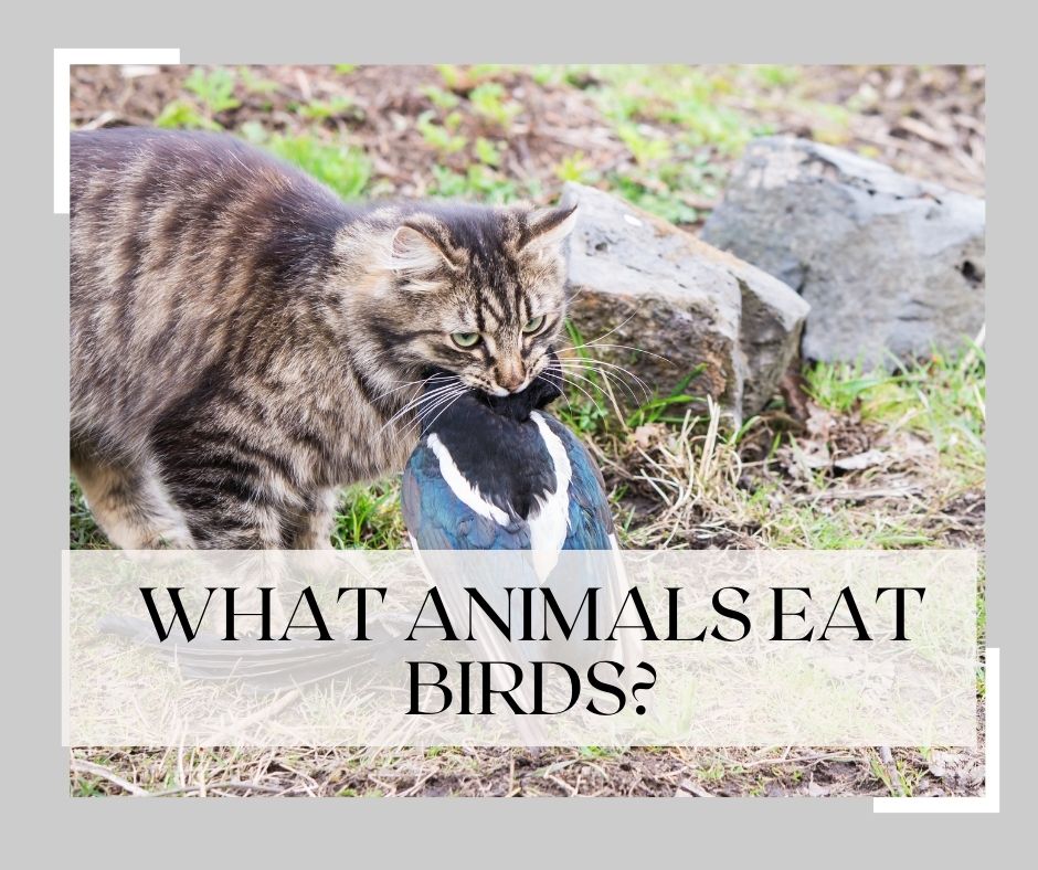 what animals eat birds