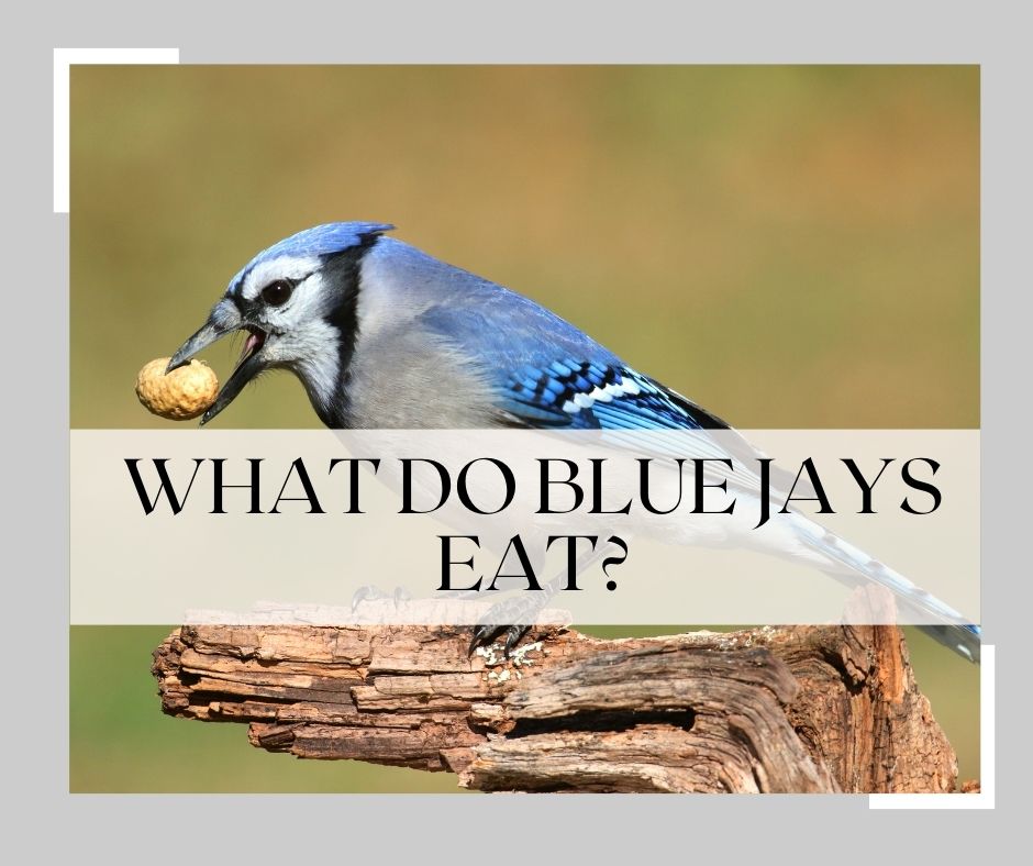 what do blue jays eat