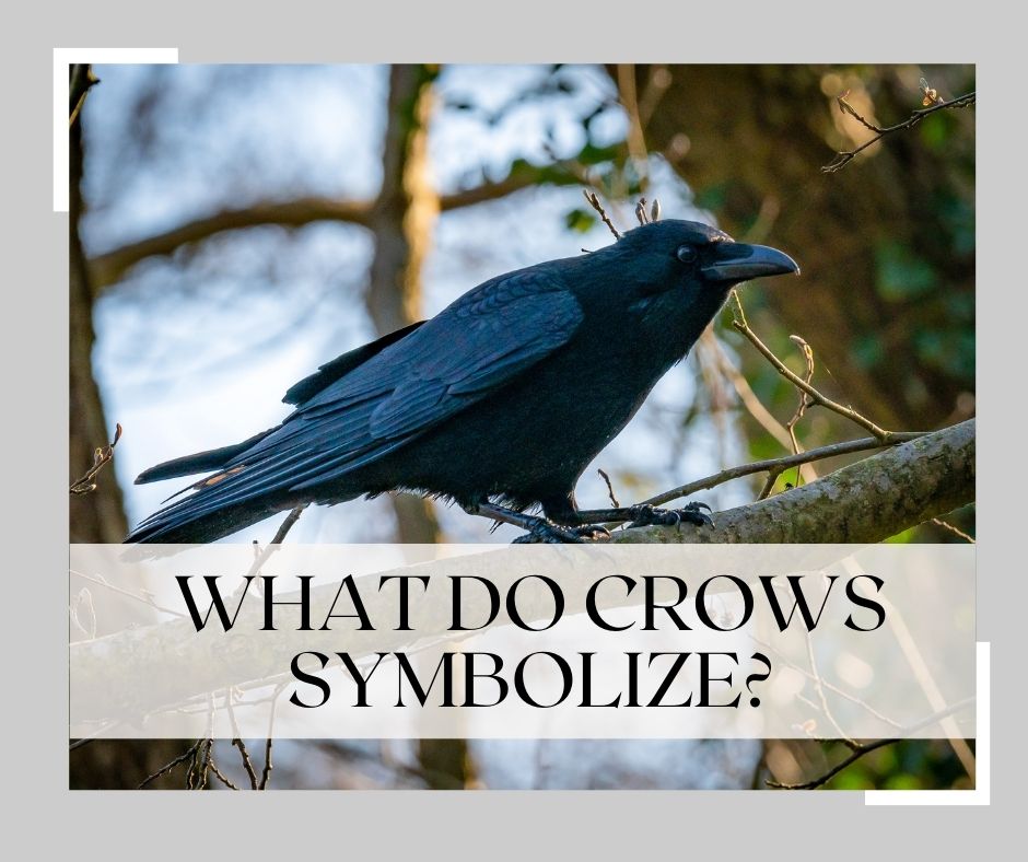 what do crows symbolize