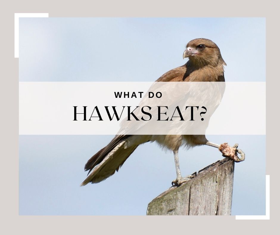 what do hawks eat