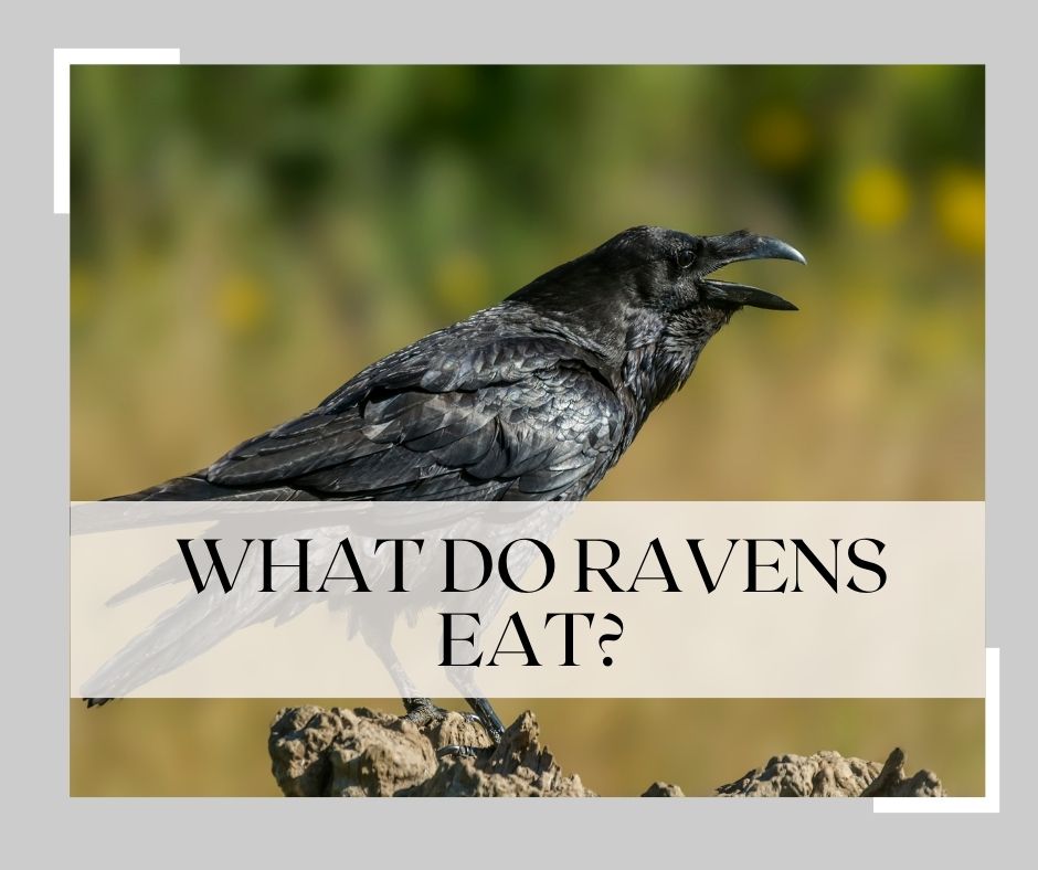 what do ravens eat