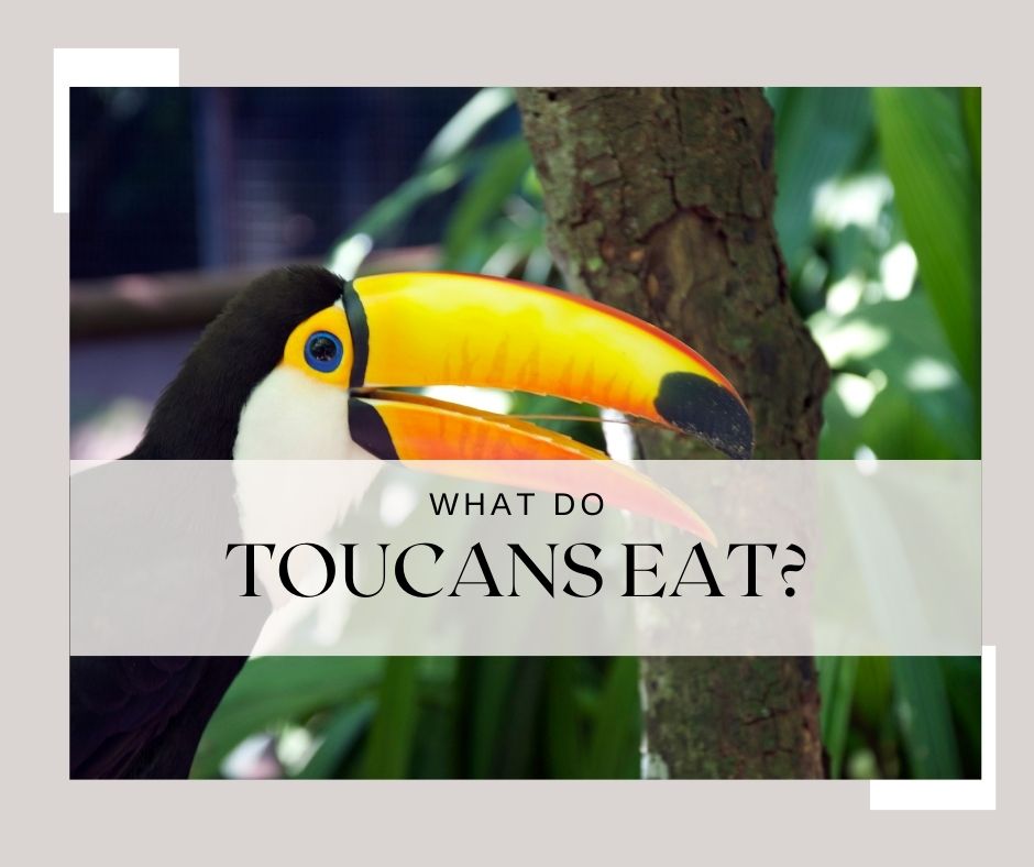 what do toucans eat