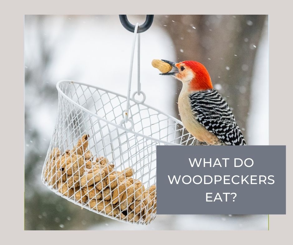 what do woodpeckers eat