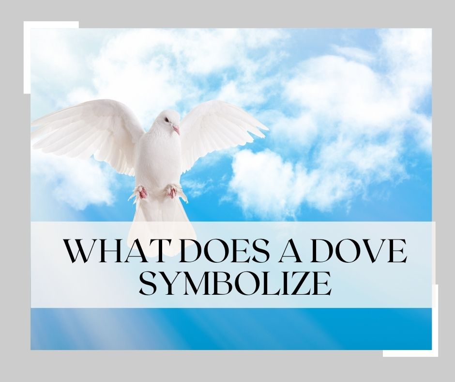 what does a dove symbolize