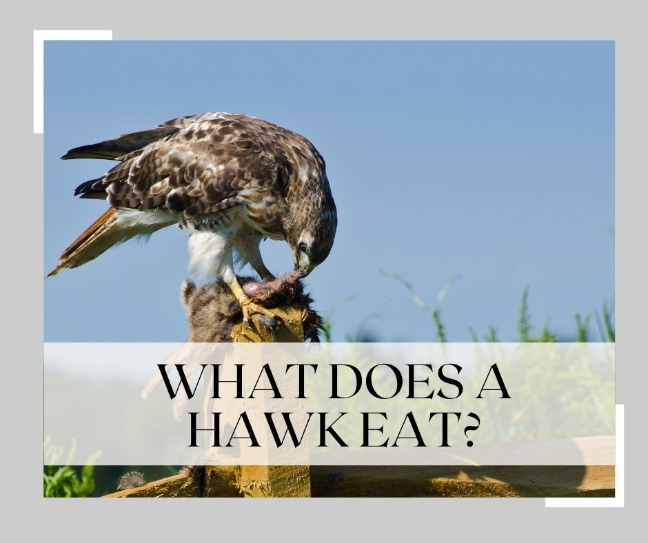what does a hawk eat