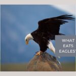 what eats eagles
