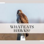 what eats hawks