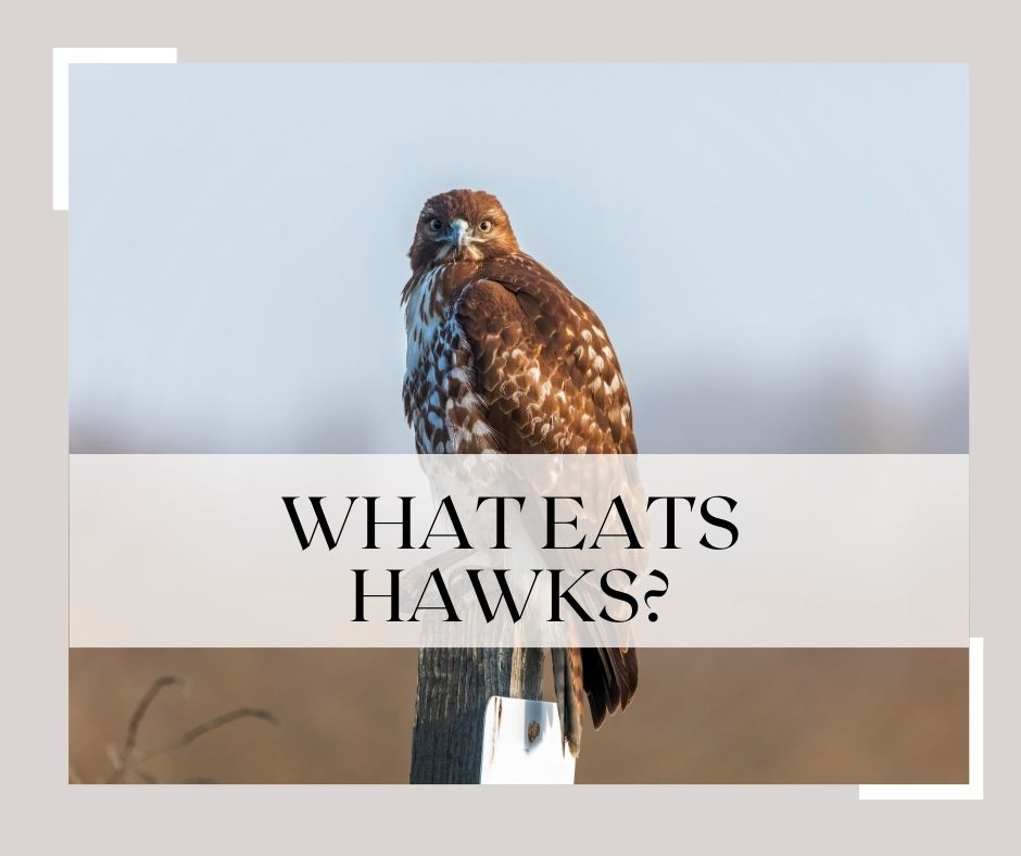 what eats hawks