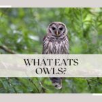 what eats owls