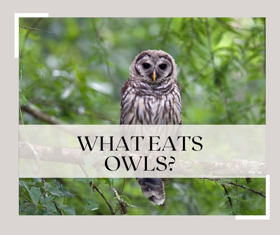 what eats owls