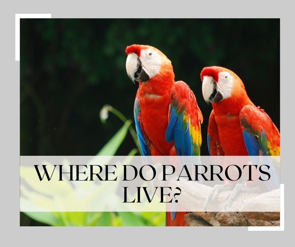 where do parrots live