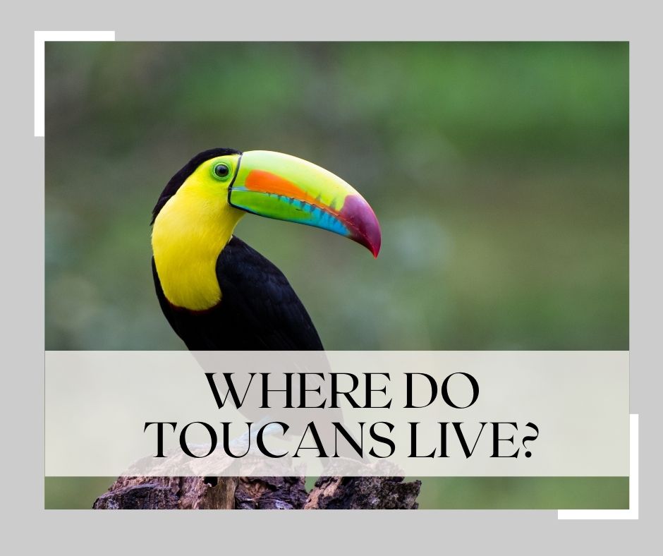 where do toucans live